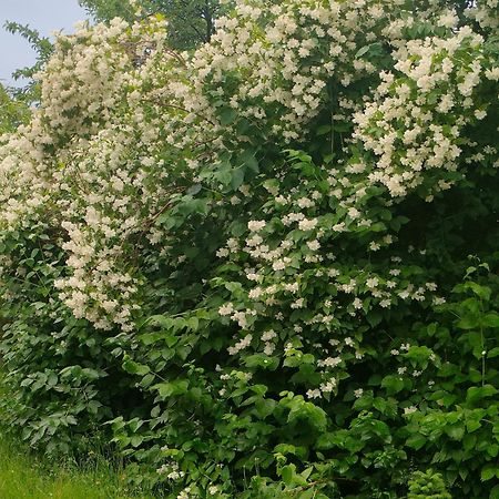 Вилла Gosciniec Koden Экстерьер фото