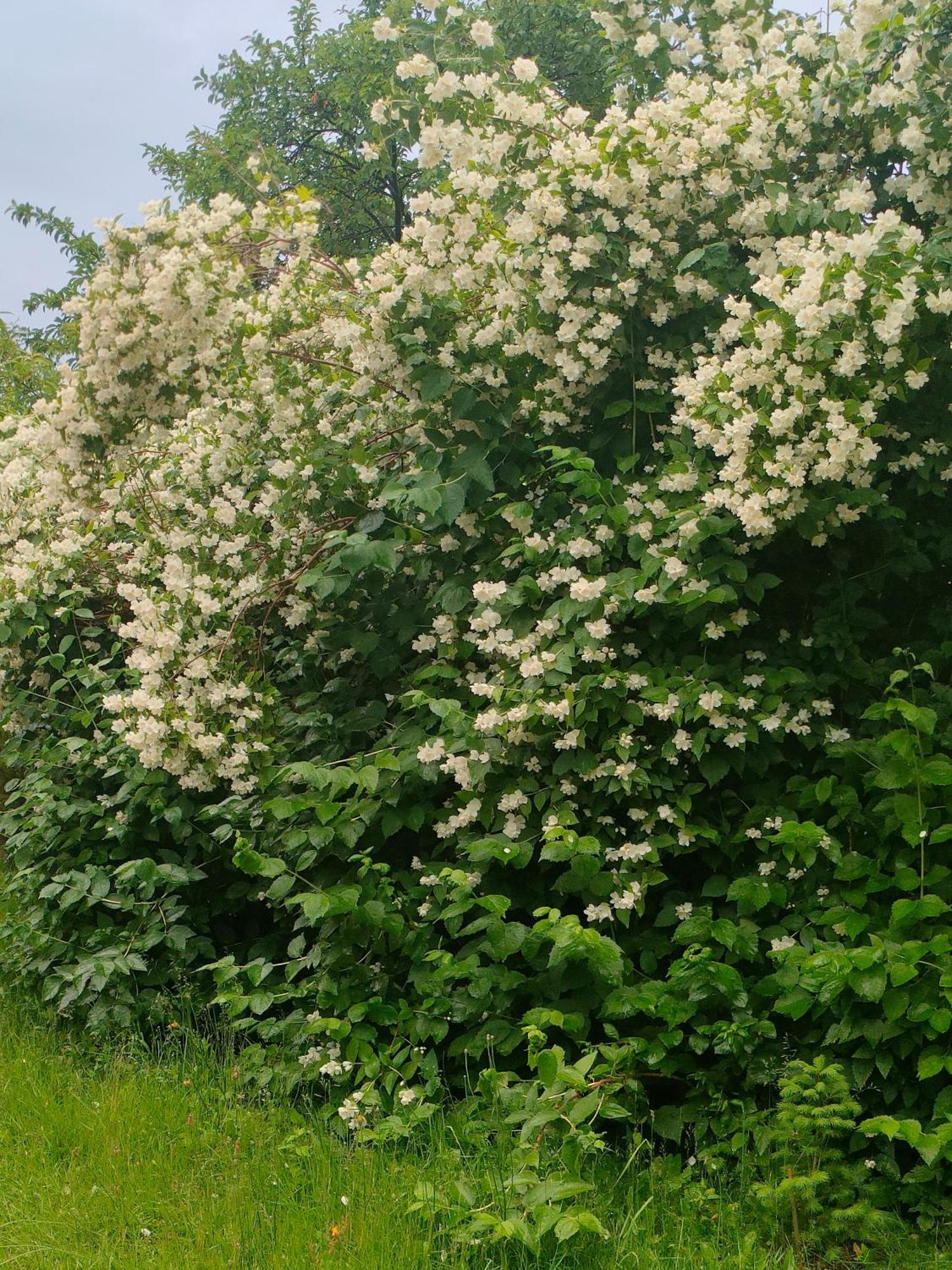 Вилла Gosciniec Koden Экстерьер фото